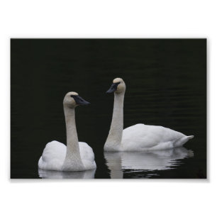 Swan Pair Anacortes ACFL Foto Afdruk