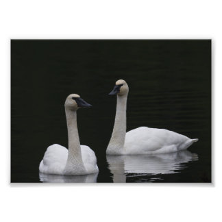 Swan Pair Anacortes ACFL Foto Afdruk
