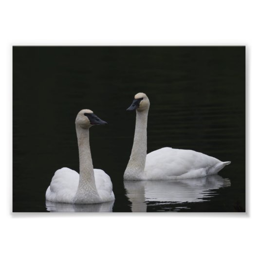 Swan Pair Anacortes ACFL Foto Afdruk (Voorkant)