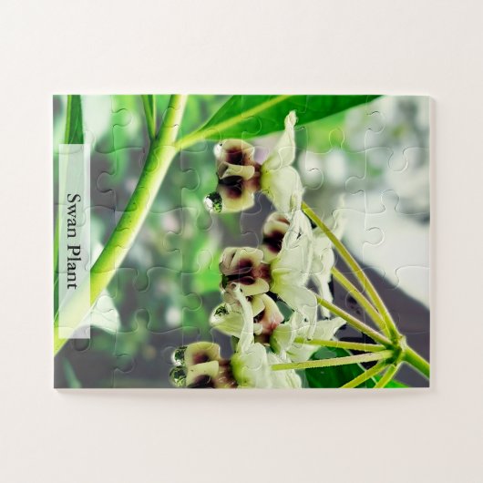 Swan Plant: Monarch’s First Home 30 Pcs Legpuzzel (Horizontaal)