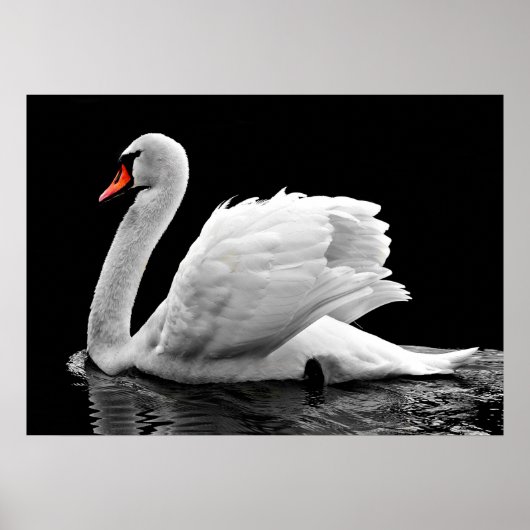 Swan Poster (Voorkant)
