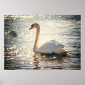 Swan Poster (Voorkant)