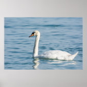 Swan Poster (Voorkant)