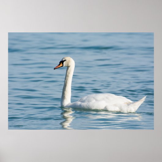 Swan Poster (Voorkant)