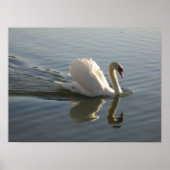 Swan Poster (Voorkant)
