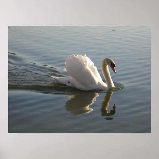 Swan Poster (Voorkant)