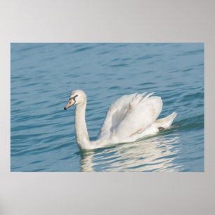 Swan Poster