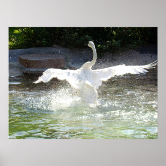 Swan Poster