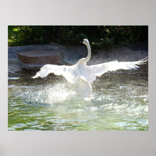 Swan Poster (Voorkant)