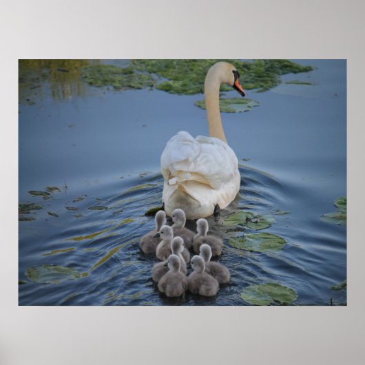 Swan Poster (Voorkant)