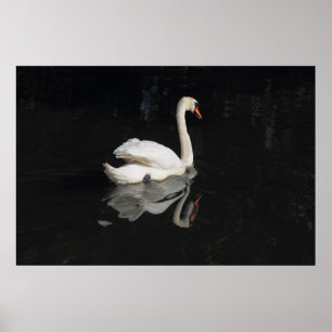 Swan Poster