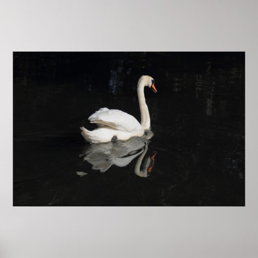 Swan Poster (Voorkant)