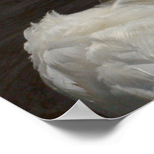 Swan Poster (Hoek)