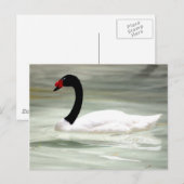 Swan-postkaart Briefkaart (Voorkant / Achterkant)