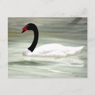 Swan-postkaart Briefkaart
