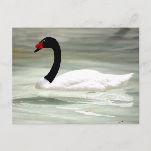 Swan-postkaart Briefkaart (Voorkant)