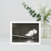 Swan Preening Foto Briefkaart door Brad Hines (Staand voorkant)