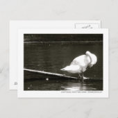 Swan Preening Foto Briefkaart door Brad Hines (Voorkant / Achterkant)