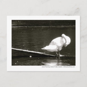 Swan Preening Foto Briefkaart door Brad Hines