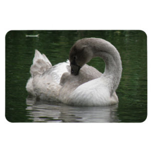 Swan Premium Magnet Magneet