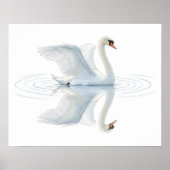 Swan Reflection Poster (Voorkant)