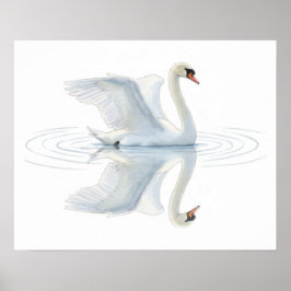 Swan Reflection Poster