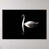 Swan Reflection Poster (Voorkant)