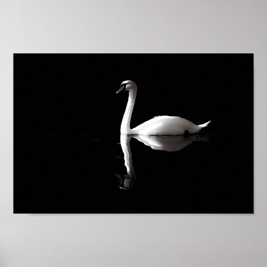 Swan Reflection Poster (Voorkant)