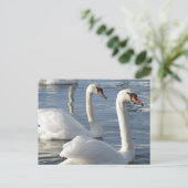 Swan Reflections Briefkaarten (Staand voorkant)