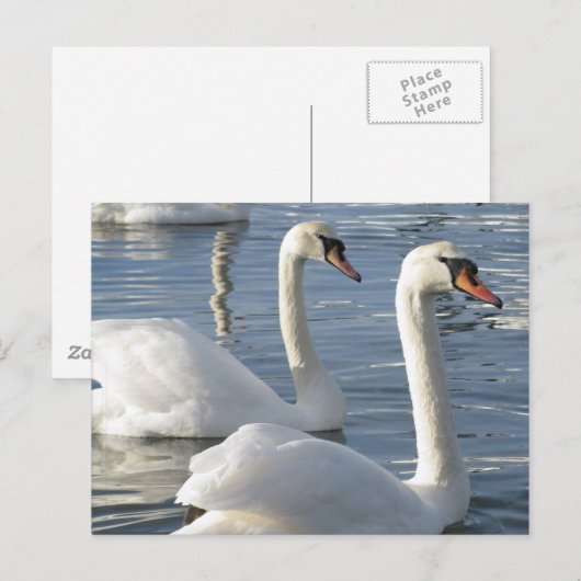 Swan Reflections Briefkaarten (Voorkant / Achterkant)