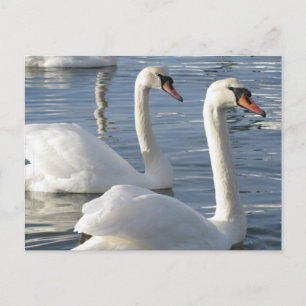Swan Reflections Briefkaarten