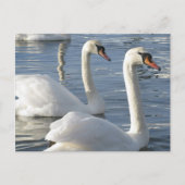 Swan Reflections Briefkaarten (Voorkant)