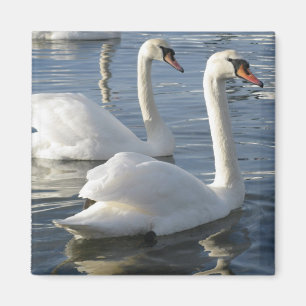 Swan Reflections Magnet