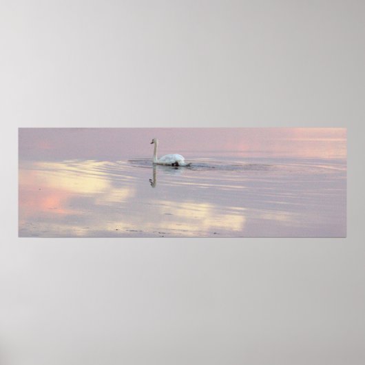 Swan Reflections Poster (Voorkant)