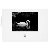 Swan, Roath Park, Cardiff. (Achterkant Horizontaal)
