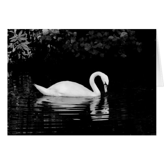Swan, Roath Park, Cardiff. (Voorkant Horizontaal)