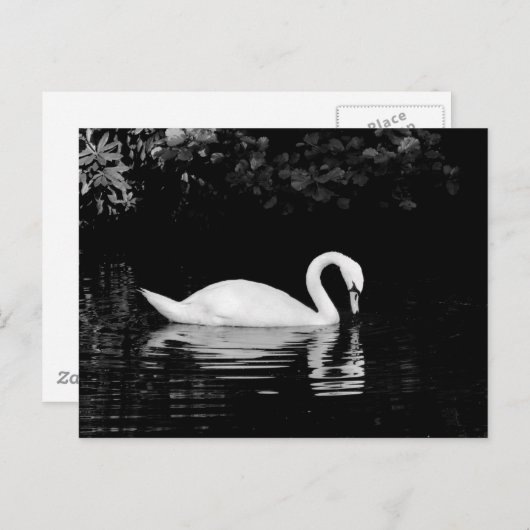 Swan, Roath Park, Cardiff. Briefkaart (Voorkant / Achterkant)