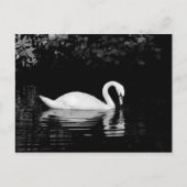 Swan, Roath Park, Cardiff. Briefkaart (Voorkant)