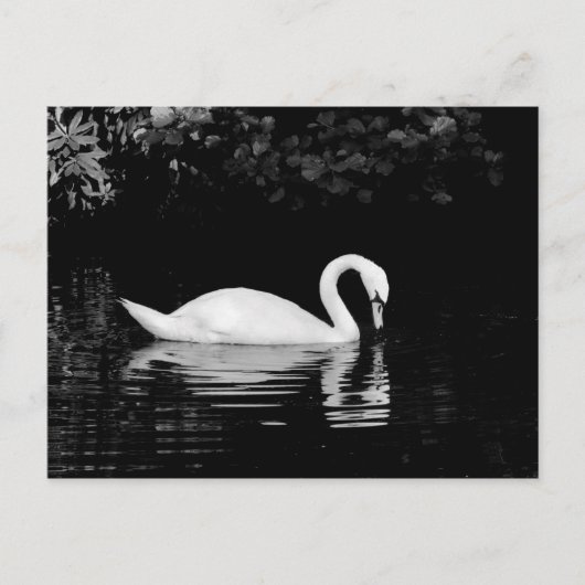 Swan, Roath Park, Cardiff. Briefkaart (Voorkant)