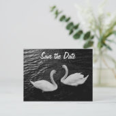 Swan Save the Date Briefkaart (Staand voorkant)
