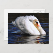 Swan Set Sail Briefkaart (Voorkant / Achterkant)