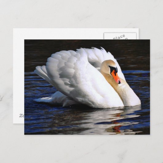 Swan Set Sail Briefkaart (Voorkant / Achterkant)