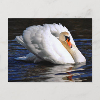 Swan Set Sail Briefkaart
