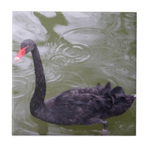 Swan Small (4,25 x 4,25 inch) Keramische foto's Tegeltje