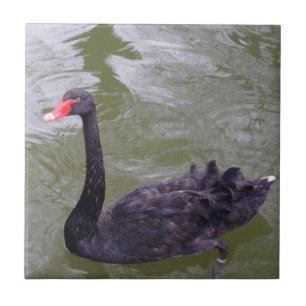 Swan Small (4,25 x 4,25 inch) Keramische foto's Tegeltje