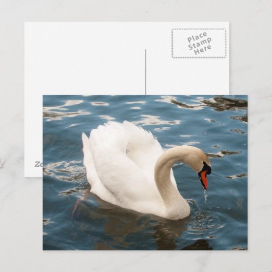 Swan Song Briefkaart (Voorkant / Achterkant)