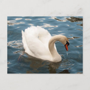 Swan Song Briefkaart