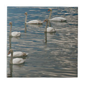 Swan Song Tegeltje (Voorkant)