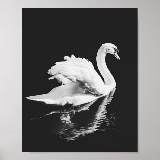 Swan Swimming Black en White Poster (Voorkant)