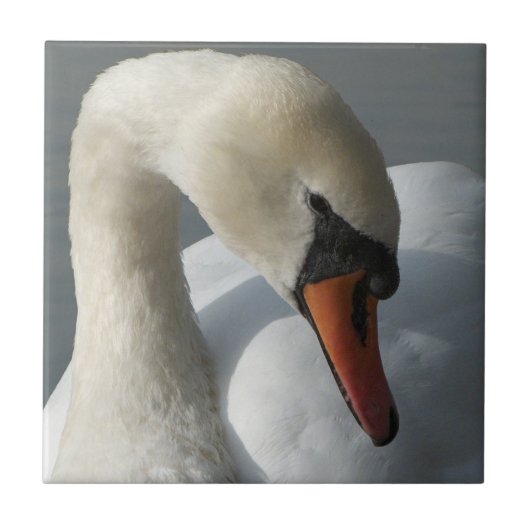 Swan Tegeltje (Voorkant)